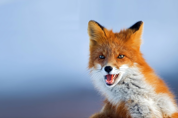 Sfondi Fox