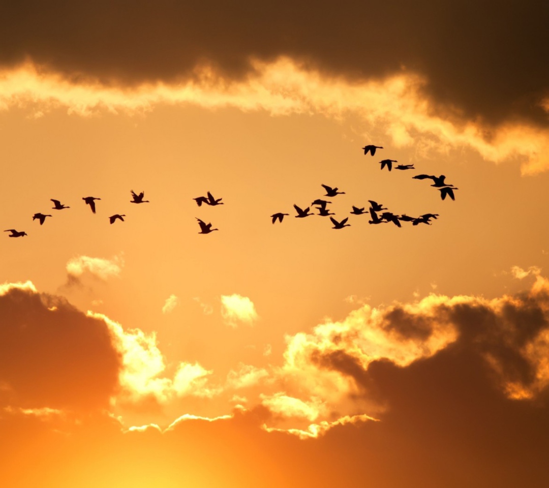 Das Golden Sky And Birds Fly Wallpaper 1080x960