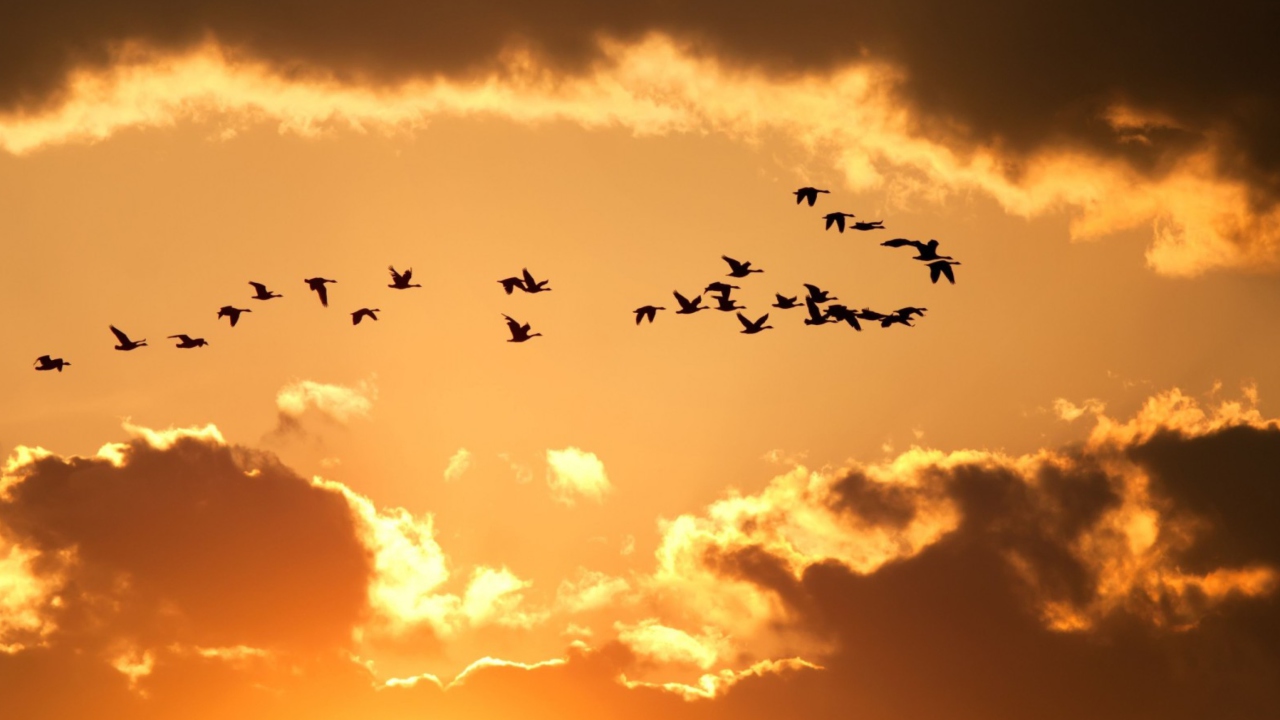 Das Golden Sky And Birds Fly Wallpaper 1280x720