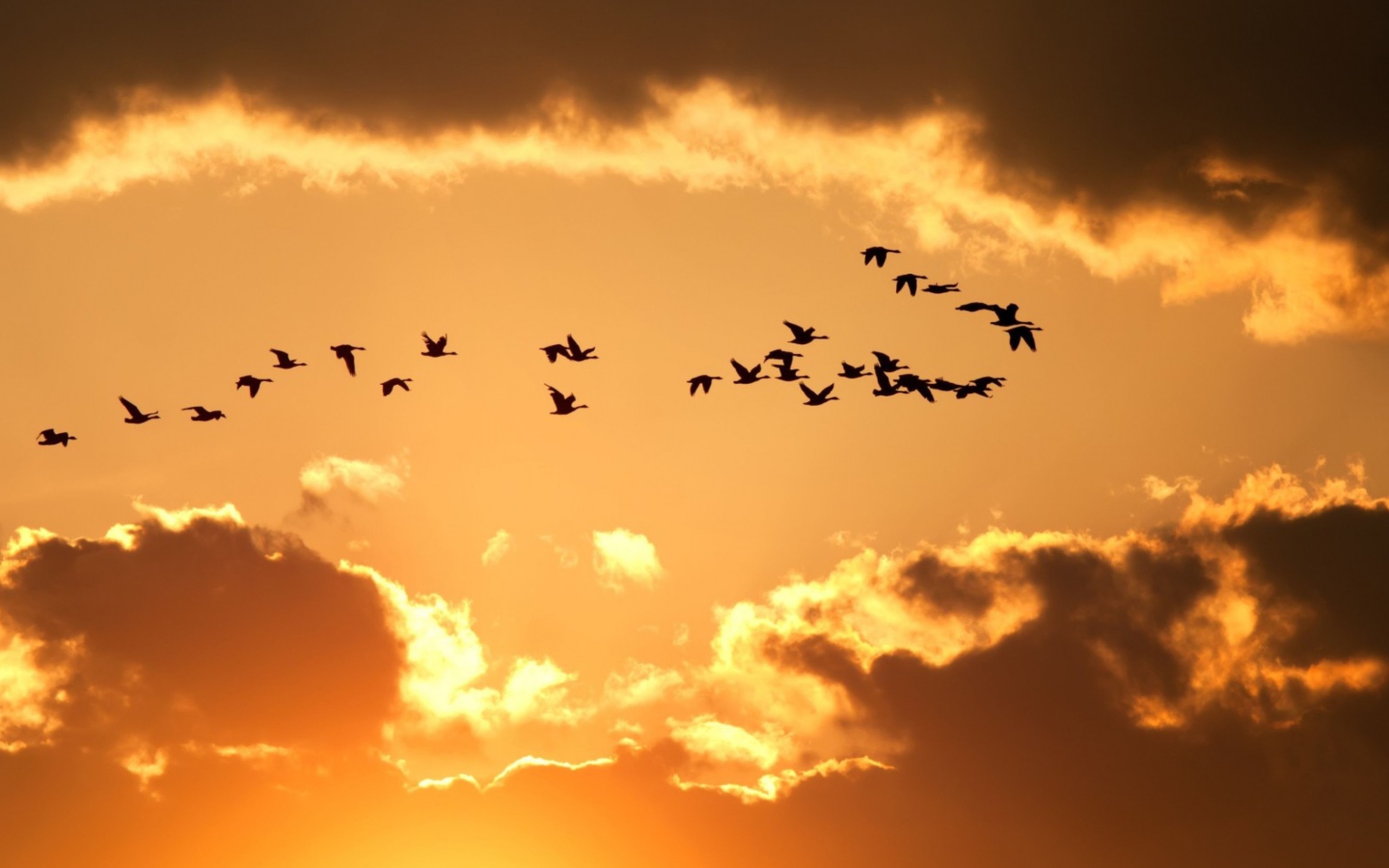 Sfondi Golden Sky And Birds Fly 1440x900