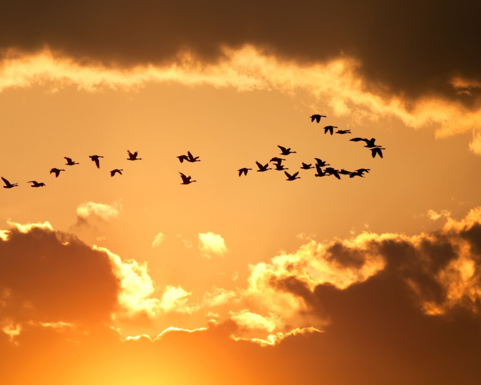 Sfondi Golden Sky And Birds Fly 1600x1280