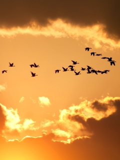 Das Golden Sky And Birds Fly Wallpaper 240x320