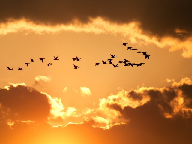 Das Golden Sky And Birds Fly Wallpaper 640x480