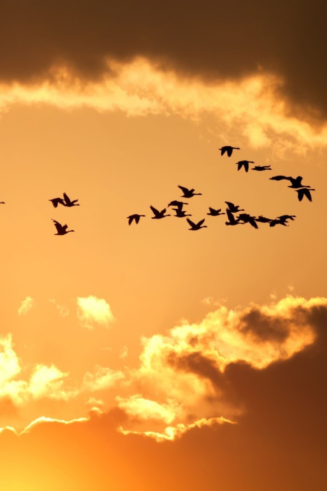 Golden Sky And Birds Fly screenshot #1 640x960