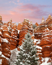 Snow in Red Canyon State Park, Utah wallpaper 176x220