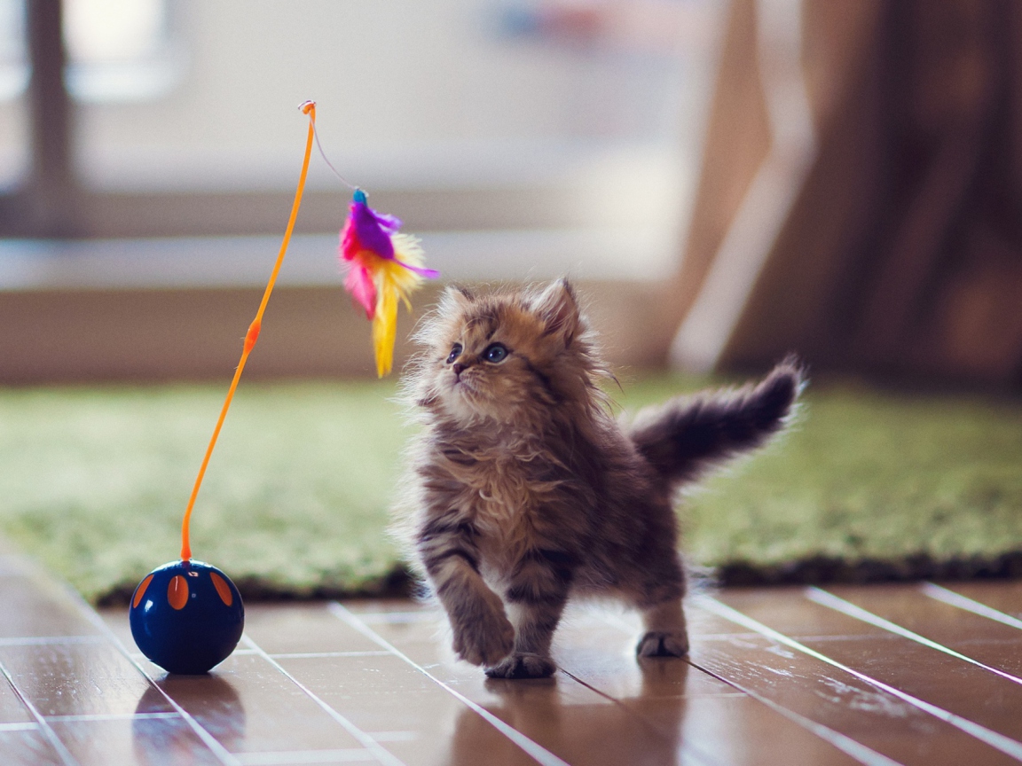 Обои Kitten And Feather 1152x864