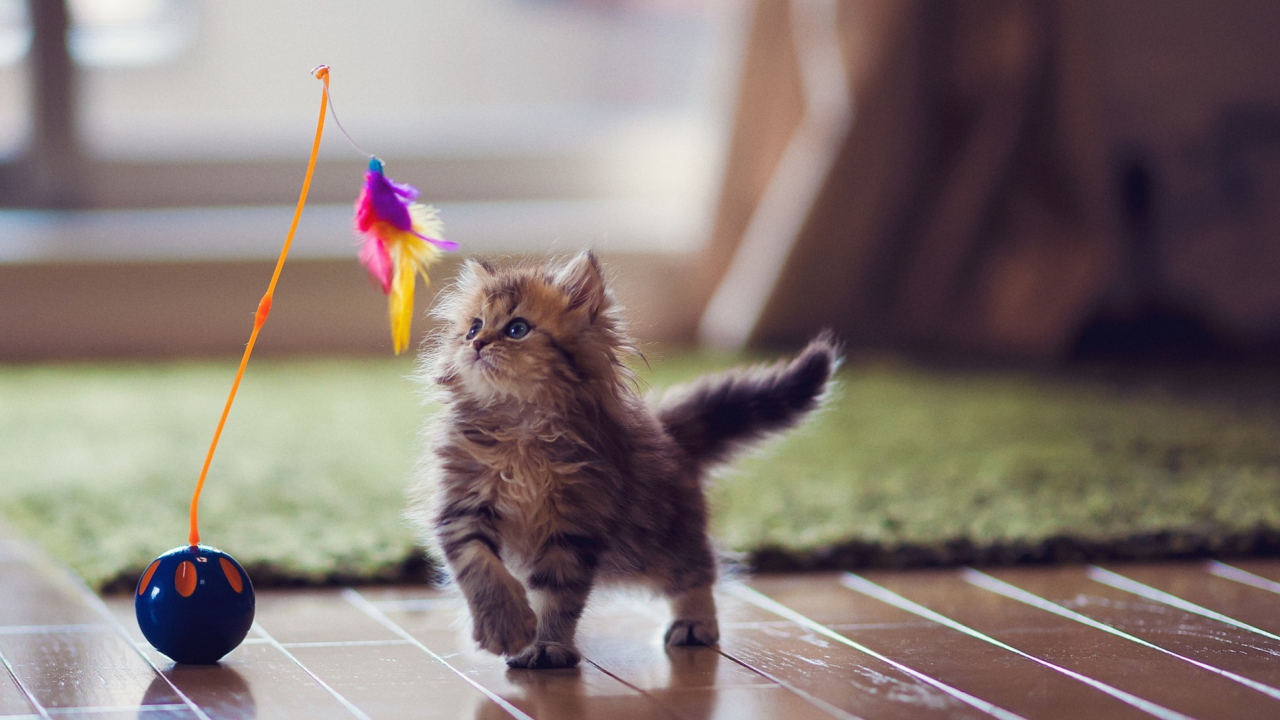 Kitten And Feather wallpaper 1280x720