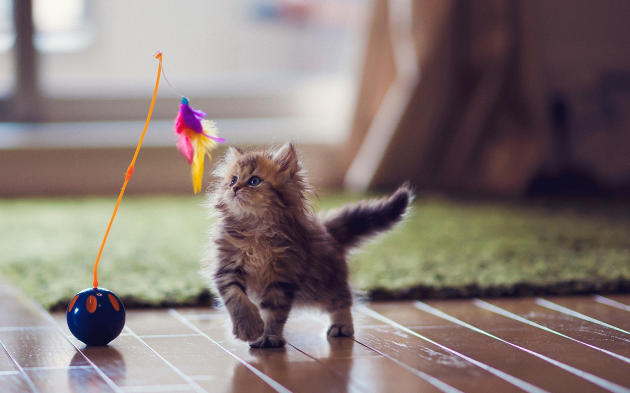 Обои Kitten And Feather 1280x800