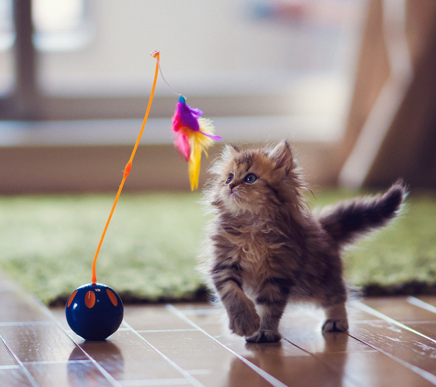 Обои Kitten And Feather 1440x1280