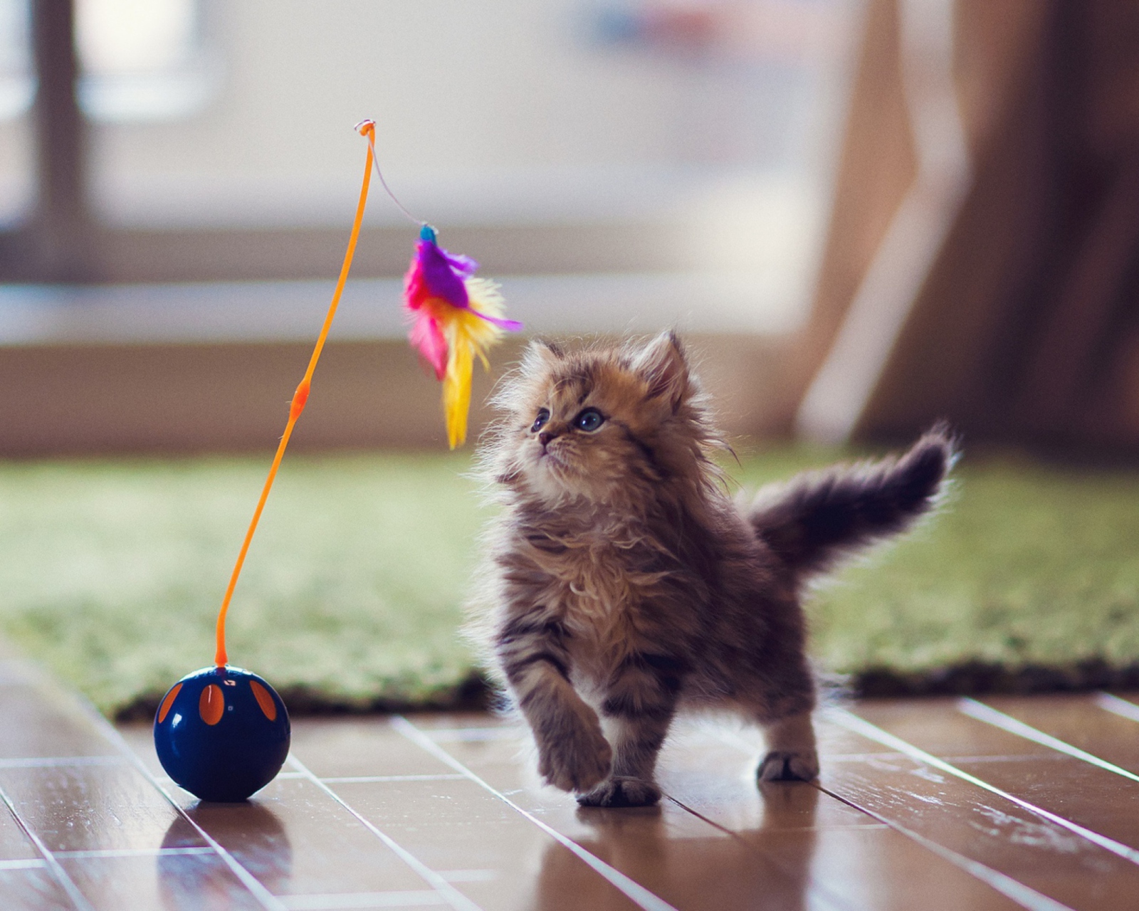 Обои Kitten And Feather 1600x1280