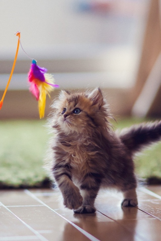 Обои Kitten And Feather 320x480