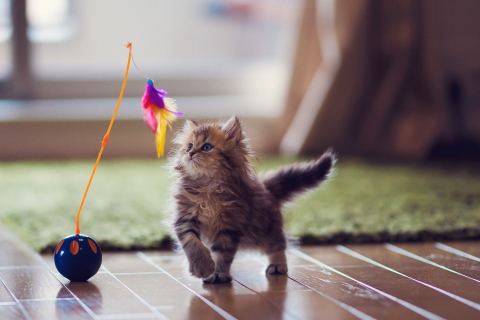 Kitten And Feather wallpaper 480x320