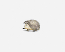 Hedgehog Illustration wallpaper 220x176