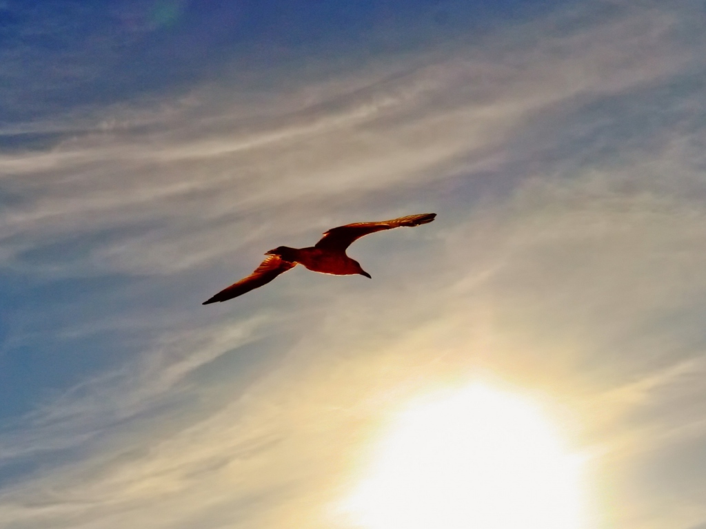 Sfondi Flight At Sunset 1024x768