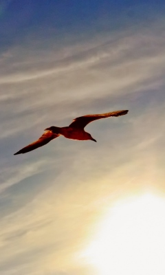 Das Flight At Sunset Wallpaper 240x400