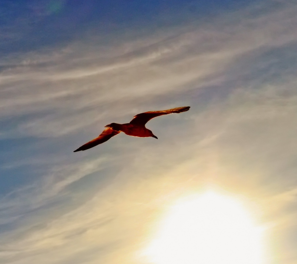 Flight At Sunset wallpaper 960x854