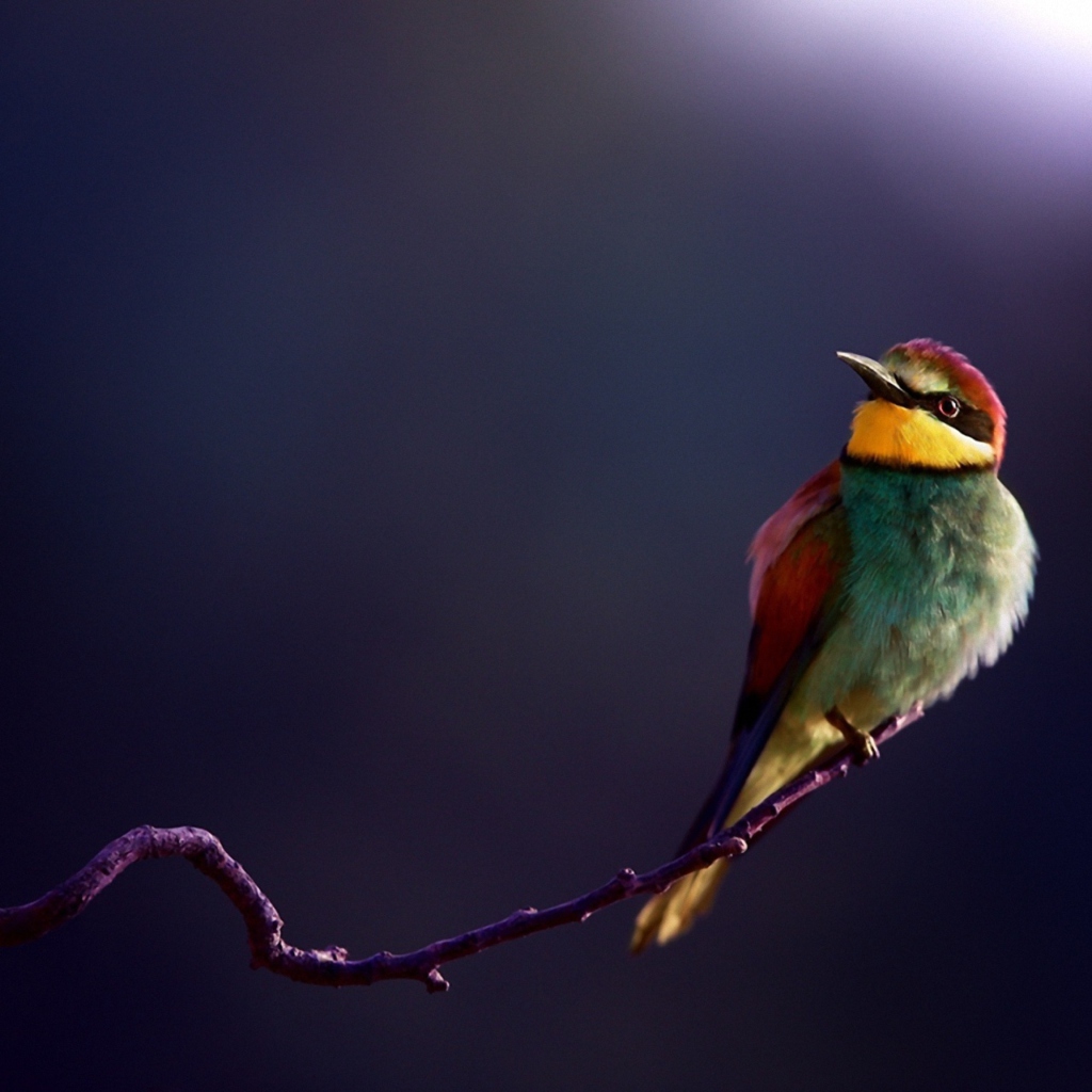 Fondo de pantalla Golden Bee-Eater 1024x1024