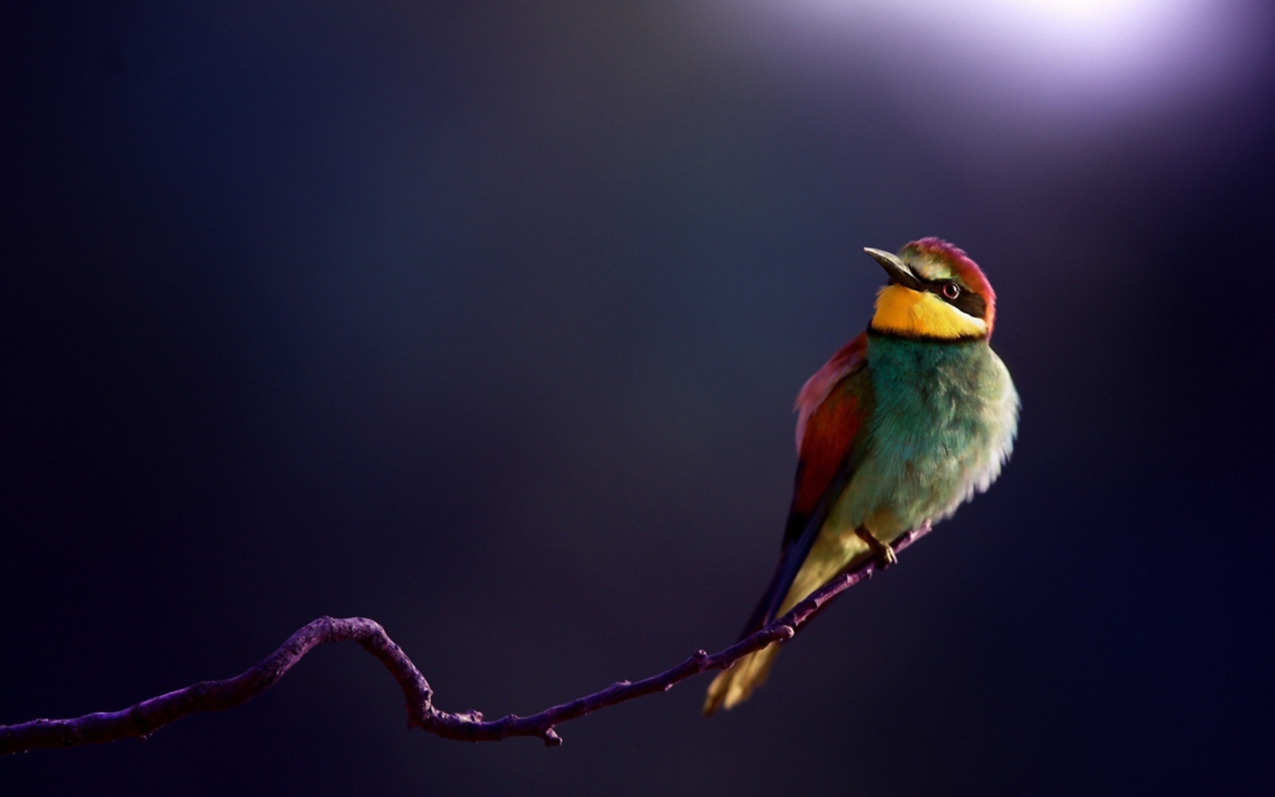 Sfondi Golden Bee-Eater 2560x1600