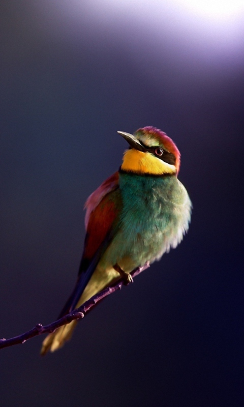 Fondo de pantalla Golden Bee-Eater 480x800