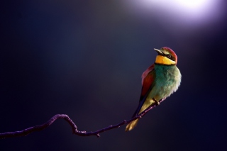 Golden Bee-Eater Background for Android, iPhone and iPad