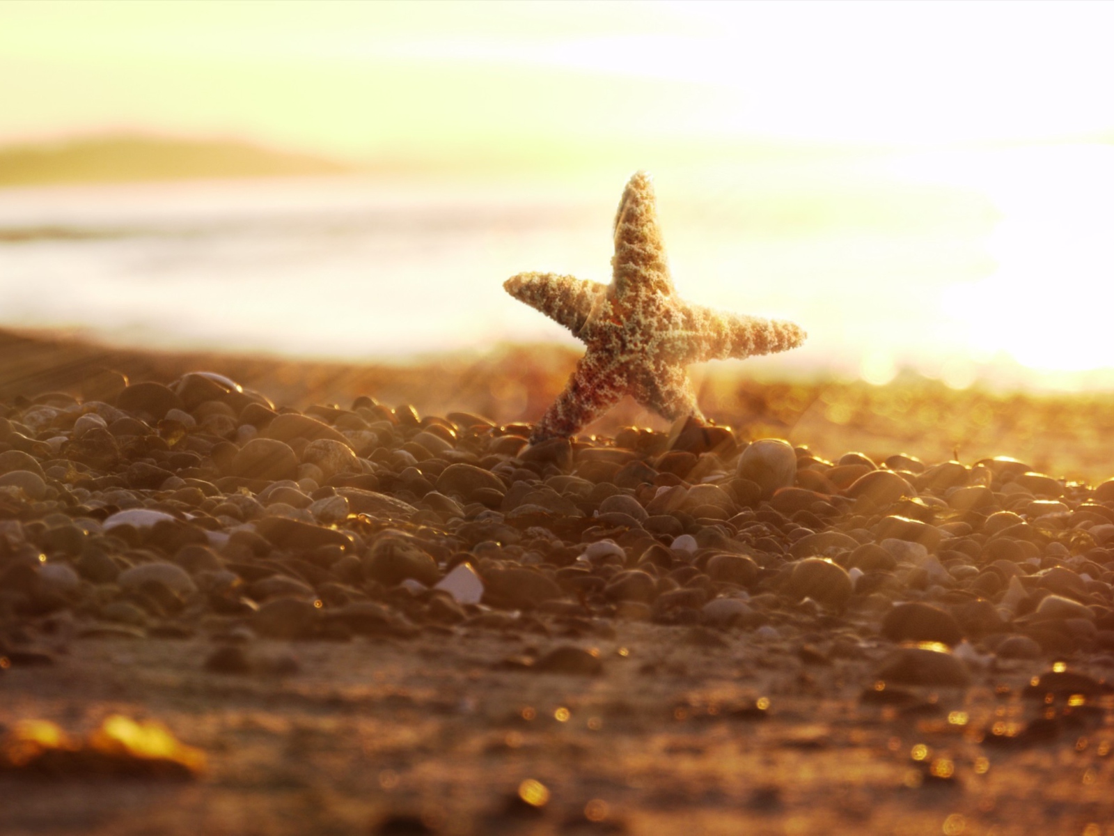 Sea Star On Beach screenshot #1 1600x1200