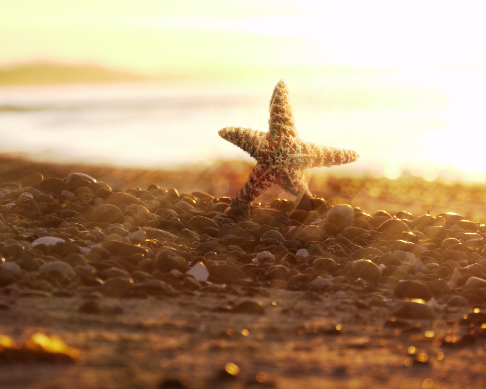 Sea Star On Beach screenshot #1 1600x1280