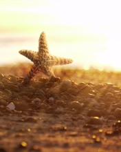 Sea Star On Beach screenshot #1 176x220