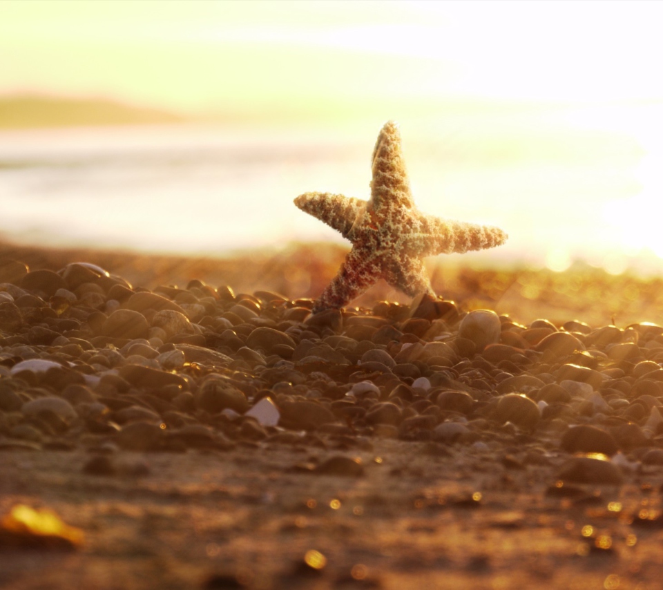 Обои Sea Star On Beach 960x854