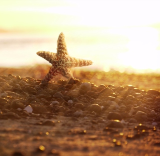 Sea Star On Beach - Obrázkek zdarma pro iPad