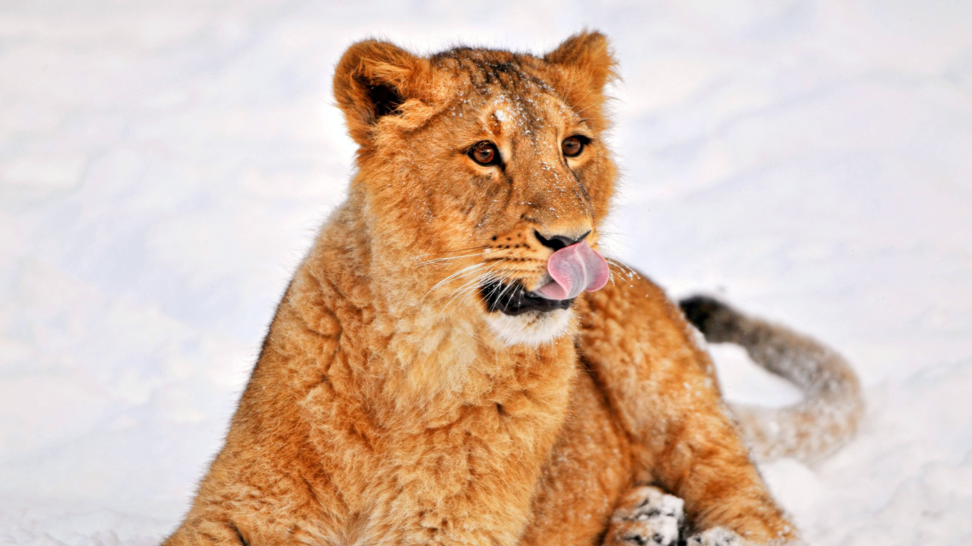 Das Lion cub etosha Wallpaper 1366x768