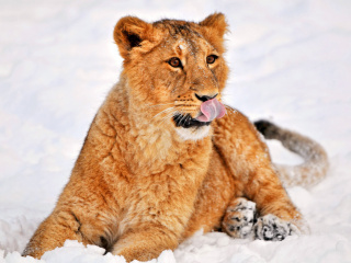 Обои Lion cub etosha 320x240