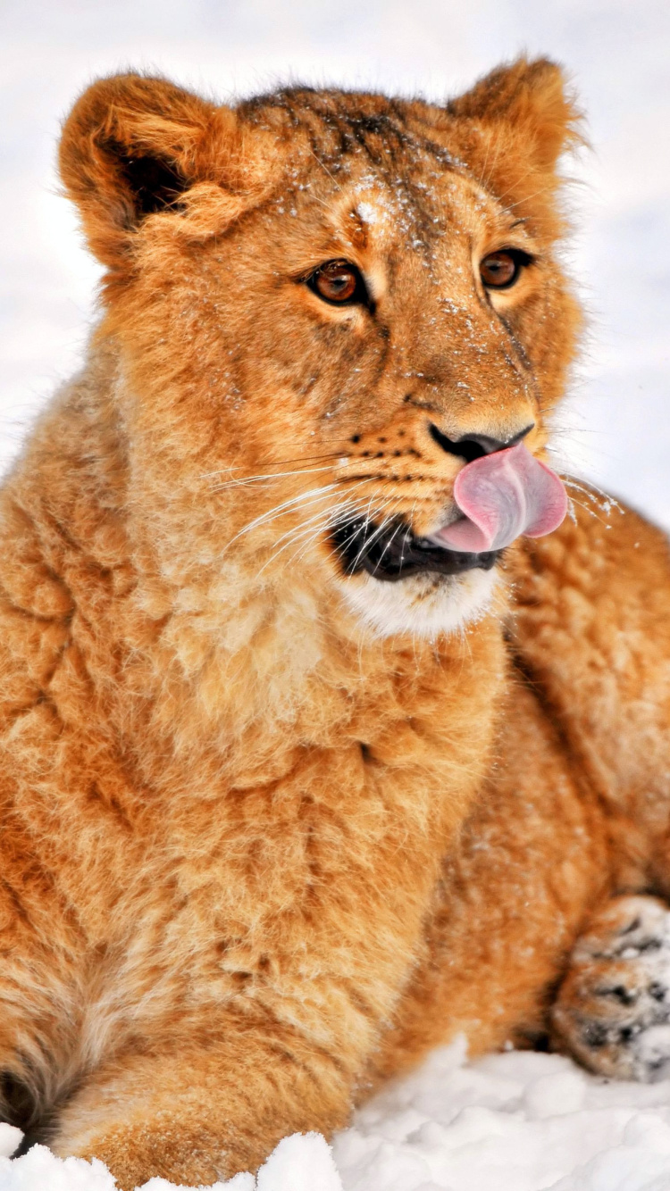 Das Lion cub etosha Wallpaper 750x1334