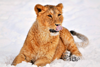 Lion cub etosha - Obrázkek zdarma pro HTC Wildfire