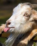 Goofy Goat screenshot #1 128x160