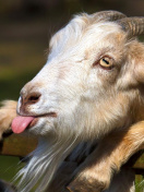 Das Goofy Goat Wallpaper 132x176