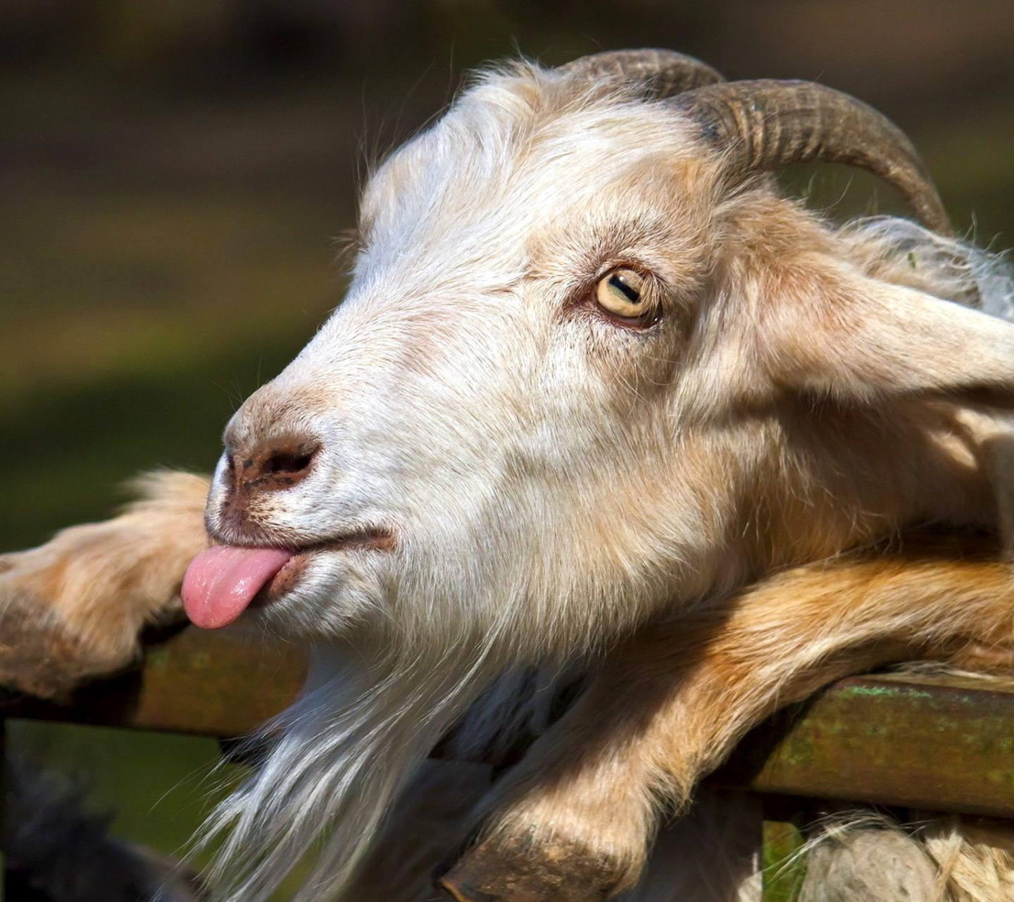 Sfondi Goofy Goat 1440x1280