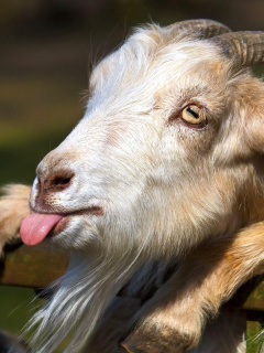 Goofy Goat screenshot #1 240x320