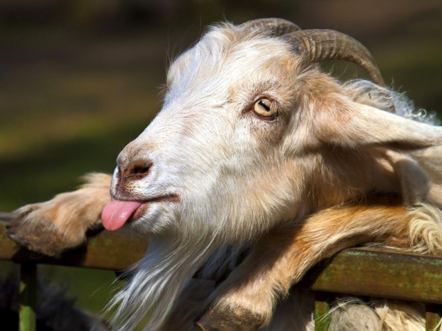 Das Goofy Goat Wallpaper 640x480