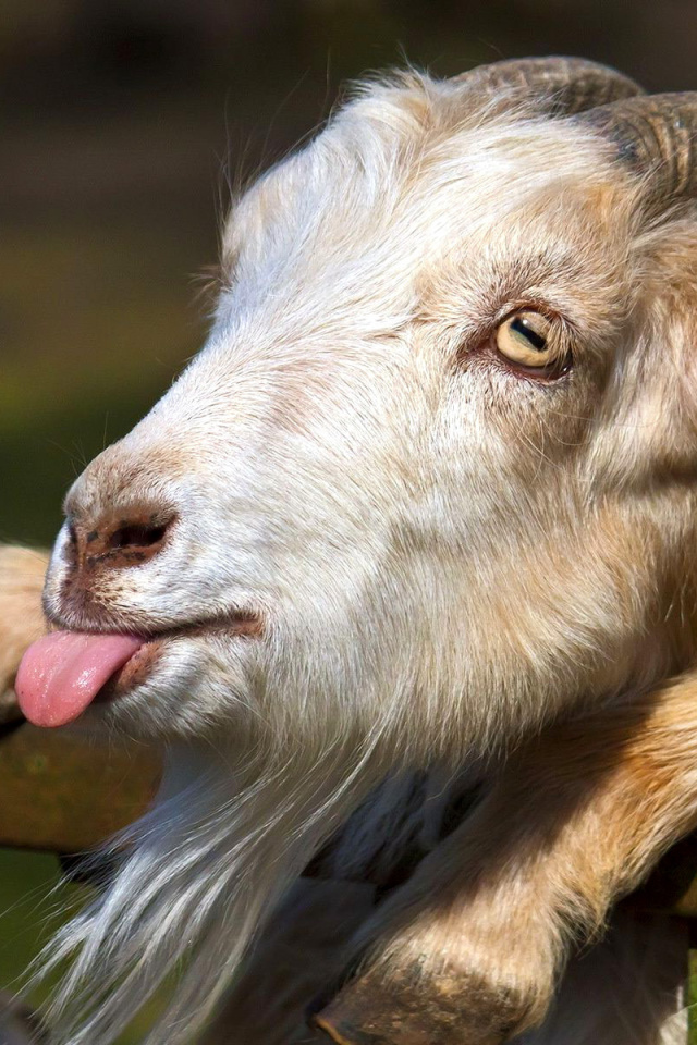 Sfondi Goofy Goat 640x960