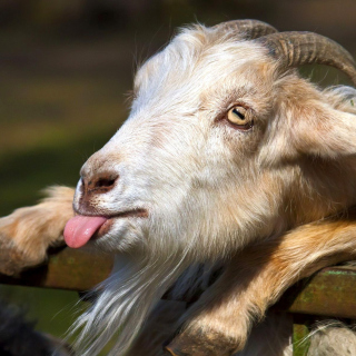 Goofy Goat - Obrázkek zdarma pro iPad
