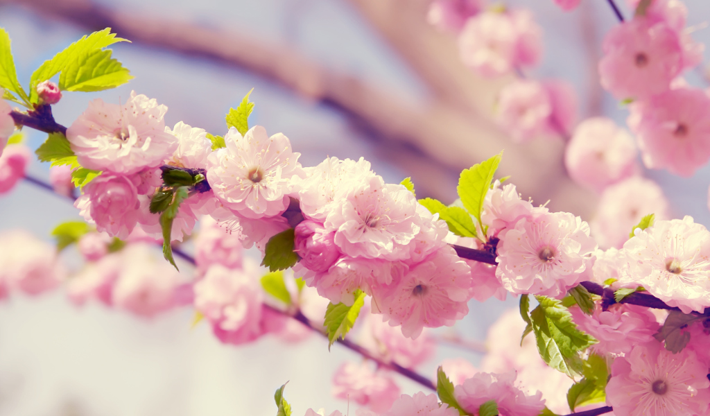 Sfondi Spring Pink Flowers 1024x600