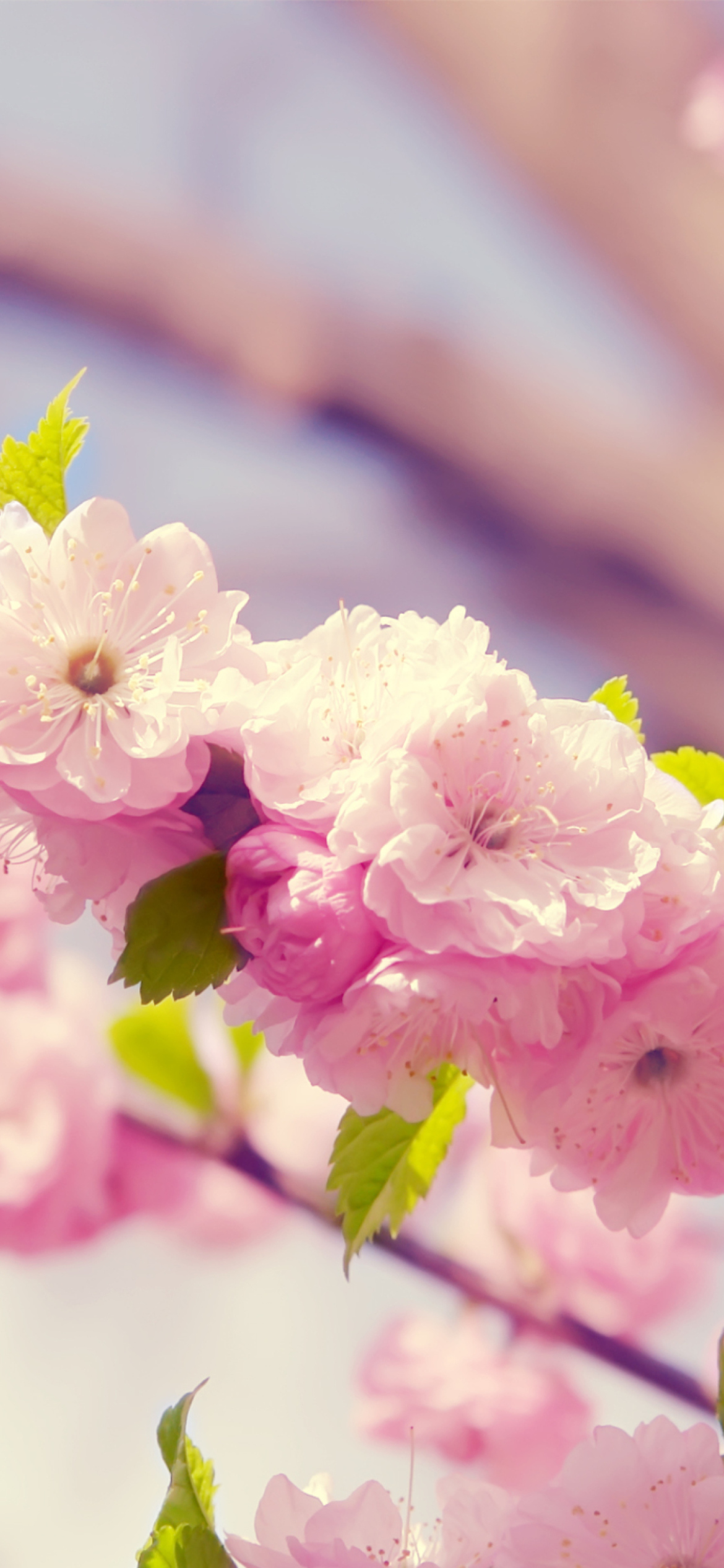 Sfondi Spring Pink Flowers 1170x2532