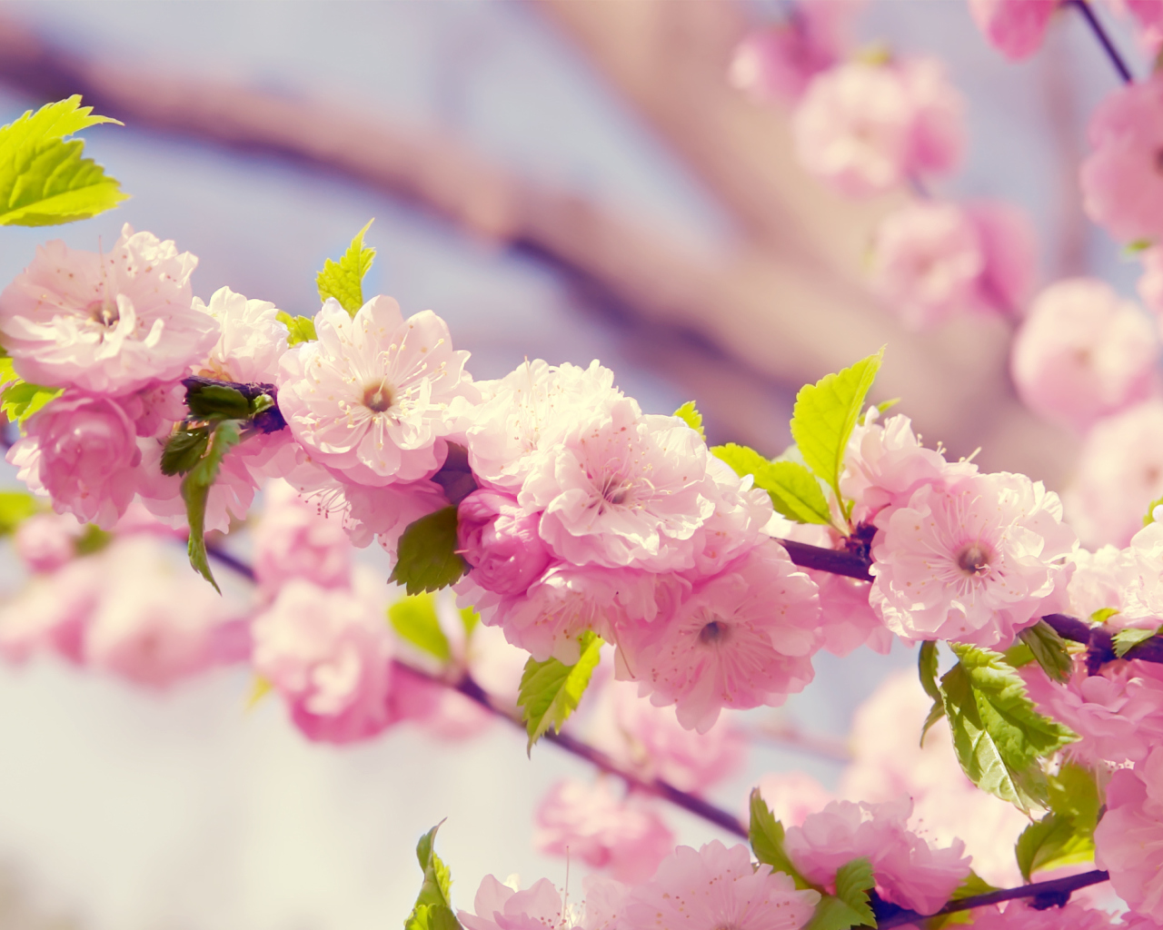 Screenshot №1 pro téma Spring Pink Flowers 1280x1024
