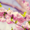 Screenshot №1 pro téma Spring Pink Flowers 128x128