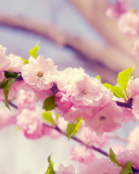 Fondo de pantalla Spring Pink Flowers 128x160