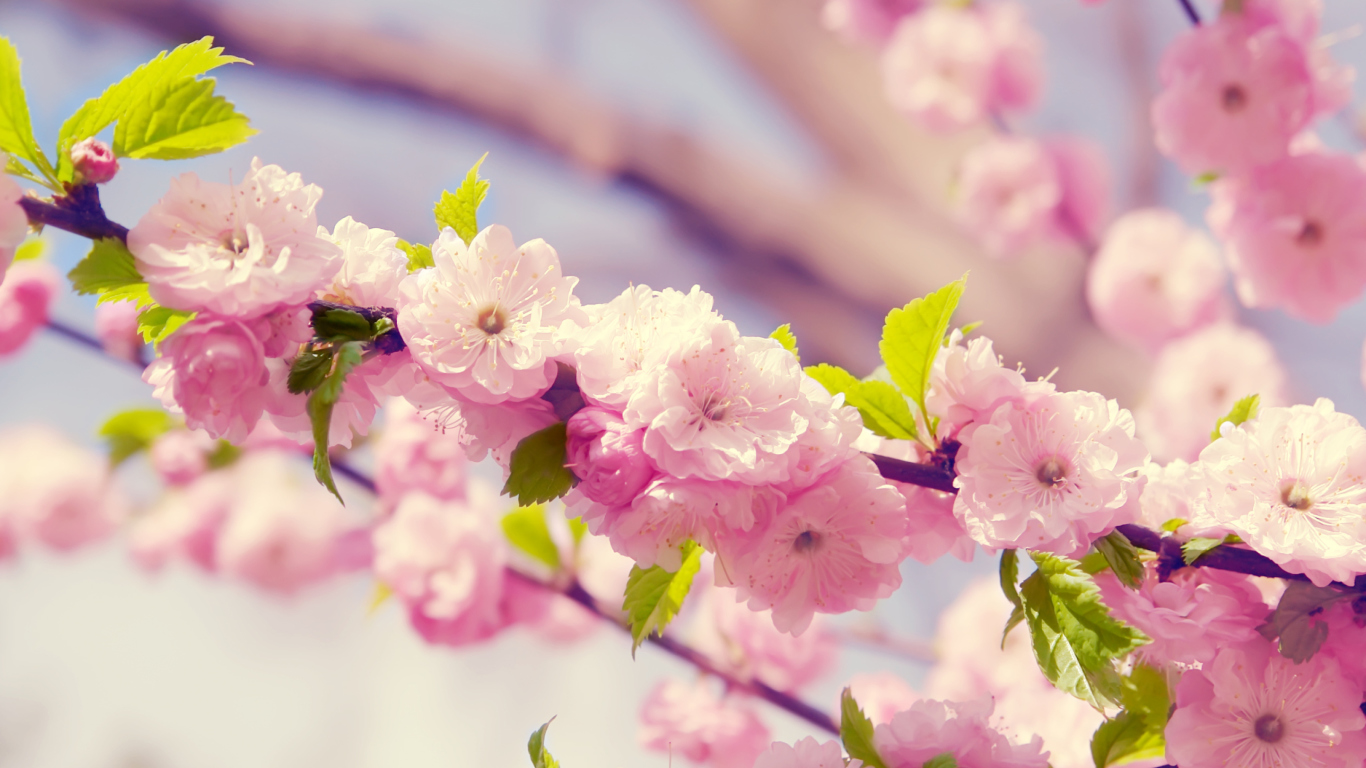 Spring Pink Flowers wallpaper 1366x768
