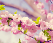Обои Spring Pink Flowers 176x144