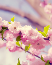 Spring Pink Flowers screenshot #1 176x220