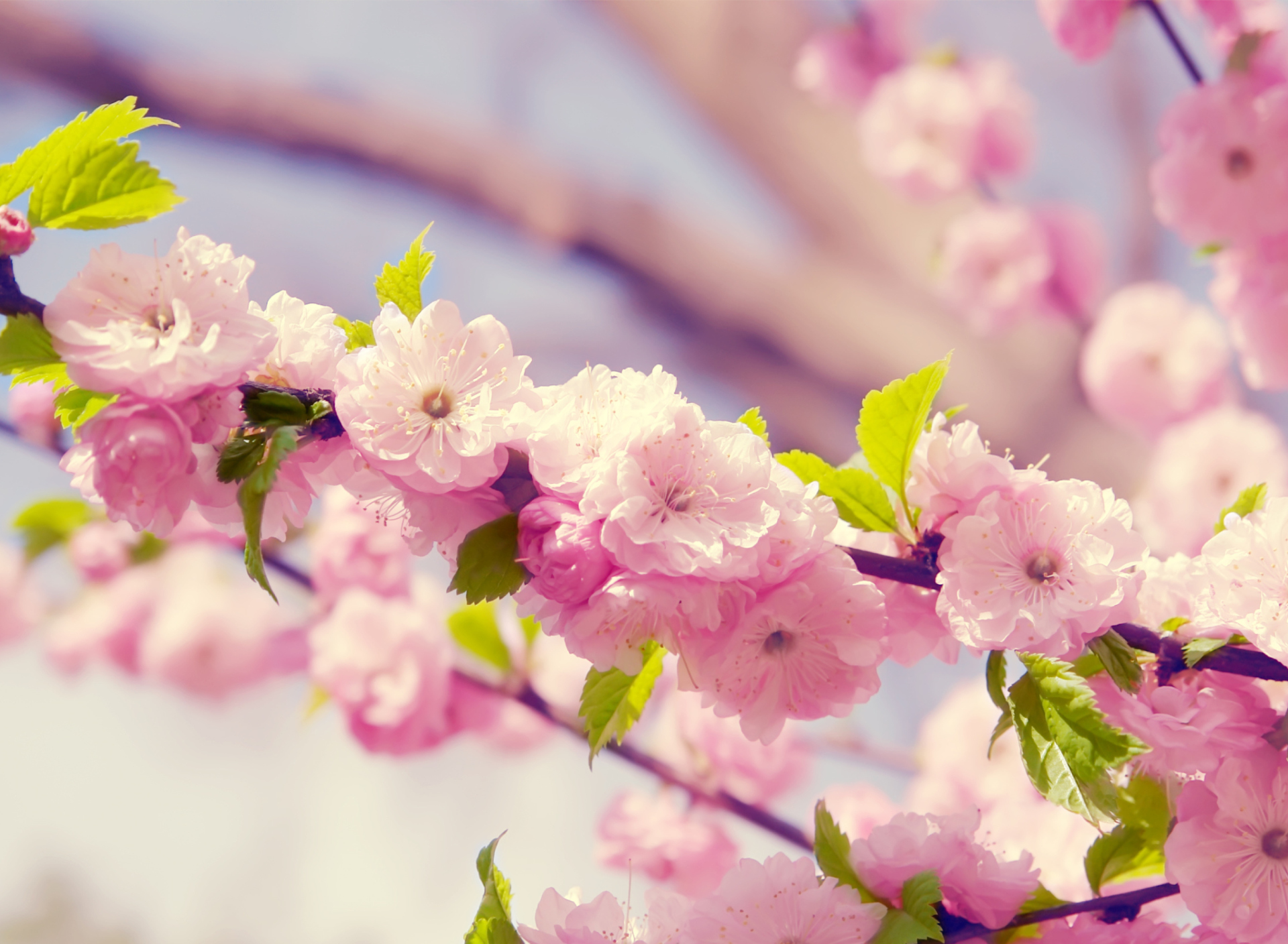 Spring Pink Flowers screenshot #1 1920x1408