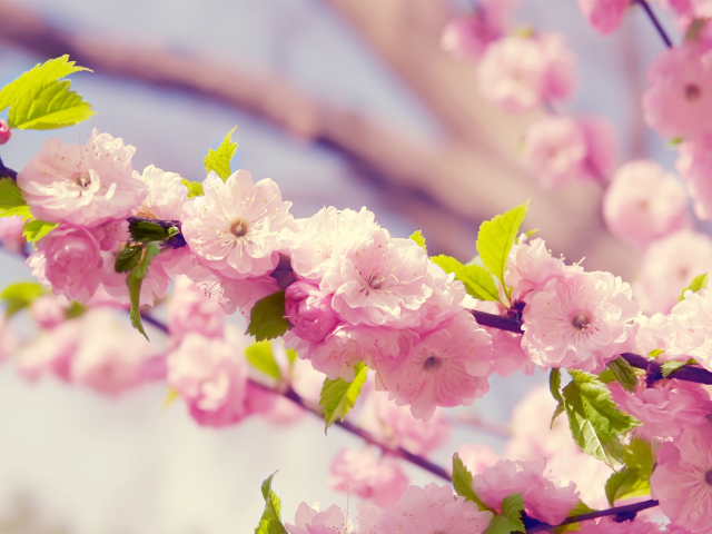 Das Spring Pink Flowers Wallpaper 640x480